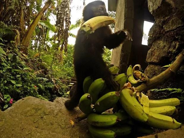 Macaquinho foi registrado roubando bananas deixadas em Peruíbe, SP (Foto: Guilherme Eleuterio / Arquivo Pessoal)