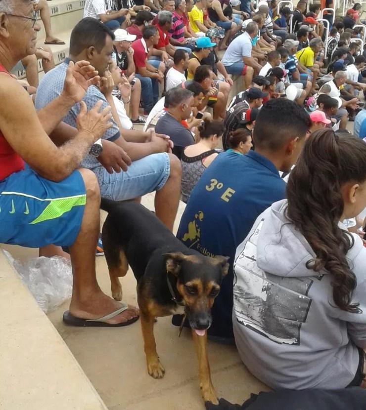 Cão foi levado para assistir jogo do CAV — Foto: Fábio Audi Rogério/Arquivo Pessoal