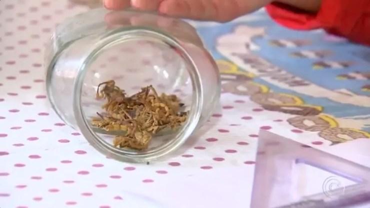 Moradora de Itu 'coleciona' escorpiões que invadem sua casa (Foto: Reprodução TV TEM)