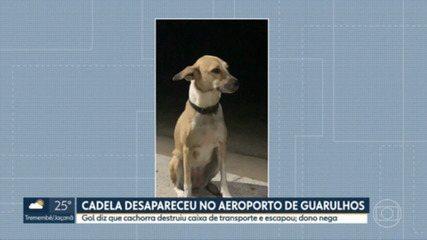 Empresa aérea Gol diz que cachorra que desapareceu no Aeroporto de Guarulhos destruiu caixa de transporte e escapou