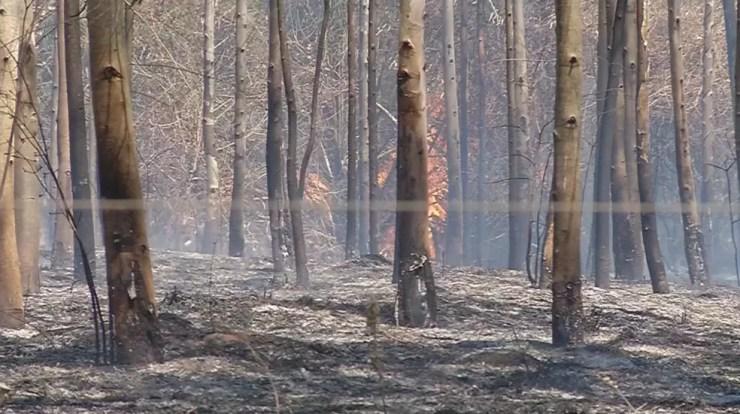 Área de plantio de eucaliptos pegou fogo em Votuporanga (Foto: Reprodução/TV TEM)
