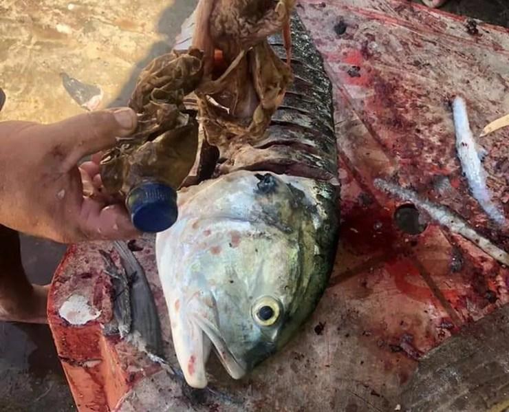 Garrafa de plástico é encontrada na barriga de peixe em Arraial do Cabo, no RJ — Foto: Leonardo Motta