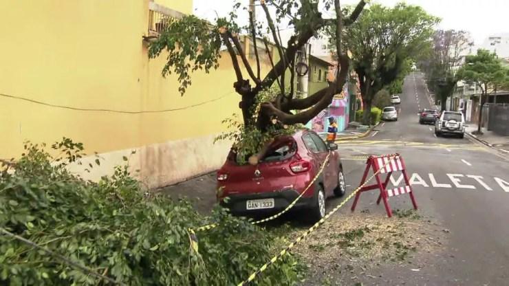 Na Rua Amazonas, em São Caetano, árvore cai sobre carro — Foto: Reprodução TV Globo