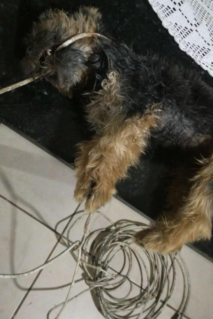 Cachorro foi encontrado morto enforcado e com perfuração (Foto: Ivone Amaro/Arquivo Pessoal)