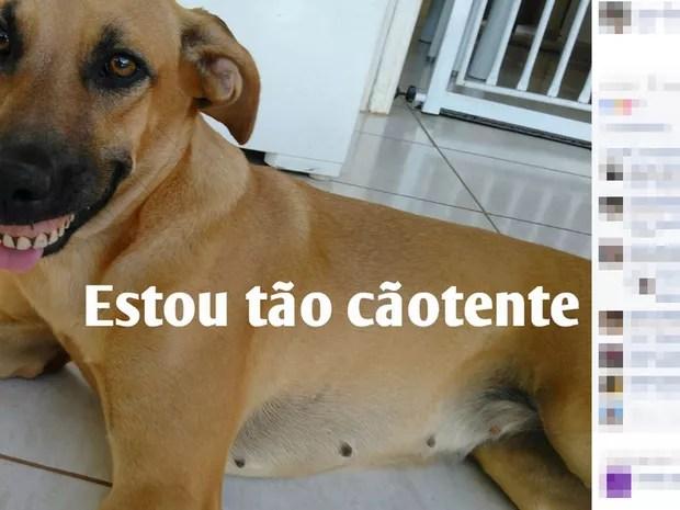 Foto da cadela com dentadura foi parar nos grupos de WhatsApp (Foto: Arquivo Pessoal)
