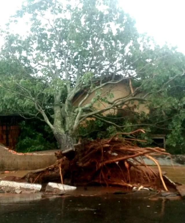 Árvore arrancada pelos fortes ventos em Assis derrubou um muro e caiu sobre o telhado de uma casa (Foto: Corpo de Bombeiros)