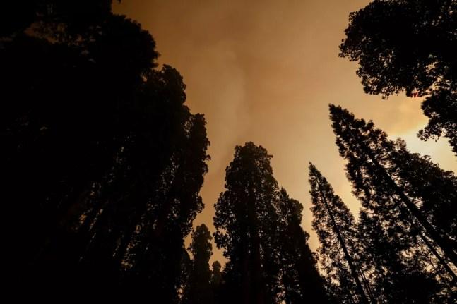 Incêndio atinge o Parque Nacional das Sequoias, nos Estados Unidos. — Foto: REUTERS/Fred Greaves