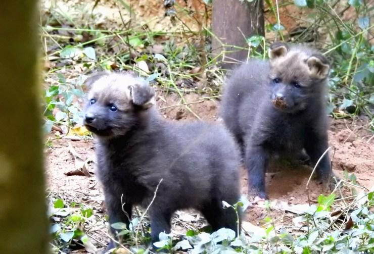  Os dois filhotes de lobo-guará já tinham nascido no ano passado no Zoo de Bauru (Foto: Zoológico de Bauru / Divulgação )