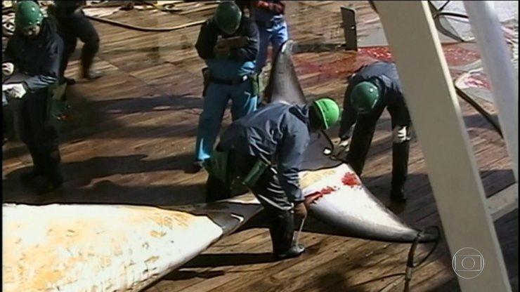 Japão anuncia retomada da caçada comercial de baleias