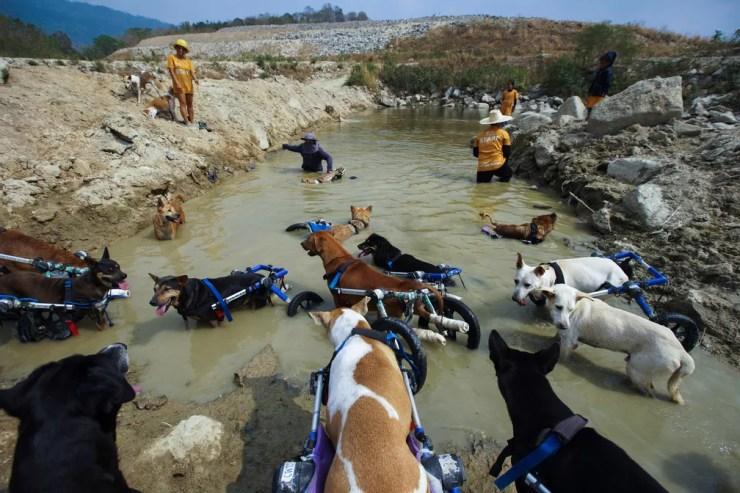 Funcionários e cães com deficiência física participam de uma caminhada diária, em Chonburi, na Tailândia — Foto: Athit Perawongmetha/Reuters