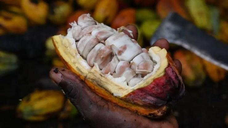 O cacau, a matéria-prima do chocolate, só cresce em condições climáticas bastante específicas — Foto: Getty Images via BBC