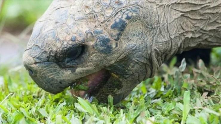 Segundo pesquisadores, as tartarugas migram para buscar comida de qualidade e para se reproduzirem (Foto: Galapagos Tortoise Movement Ecology Program)