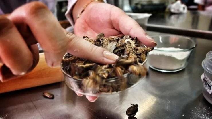 As baratas cinéreas, de origem africana e produzidas em laboratório, são próprias para consumo humano — Foto: Divulgação/BBC
