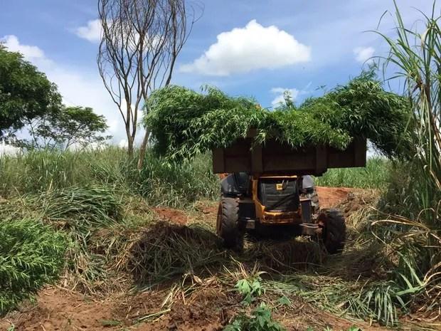 Trator ajudou a arrancar a plantação de maconha em Catiguá (Foto: Fernando Daguano/TV Tem)