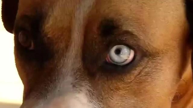Cão de moradora de Rio Preto (SP) tem heterocromia, mas anomalia não afeta a saúde dele (Foto: Reprodução/TV TEM)