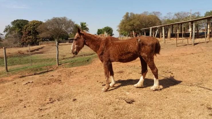 Cavalo se recupera depois de um mês que foi resgatado em pasto de Novo Horizonte (SP)  (Foto: Arquivo pessoal)