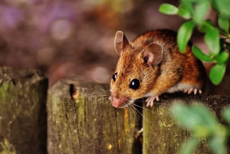 Os cientistas testaram a memória dos camundongos de três formas. — Foto: Pixabay