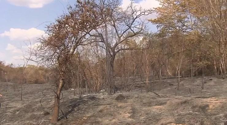 Mata de preservação ambiental queimada em Suzanápolis (Foto: Reprodução/TV TEM)