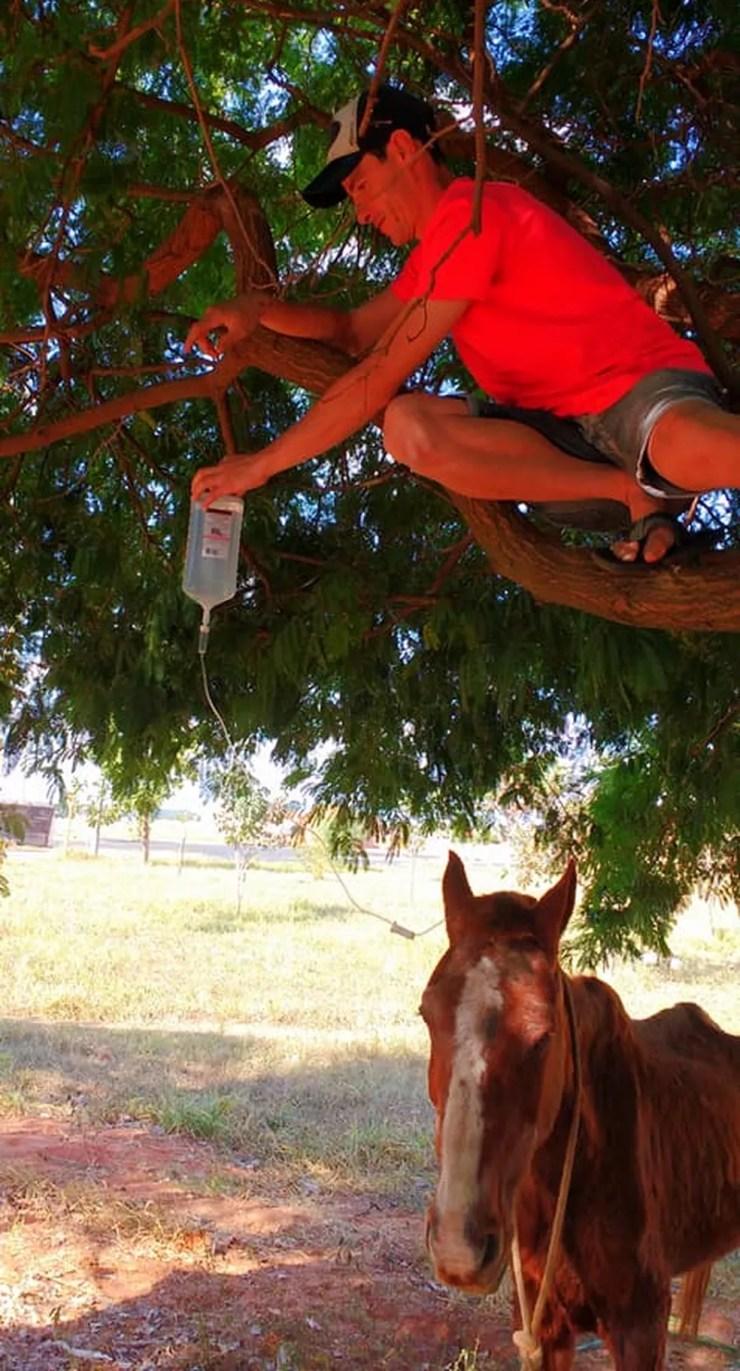 Homem sobe em árvore para segurar a bolsa de soro de um cavalo que era maltratado em Novo Horizonte (SP) (Foto: Arquivo pessoal)