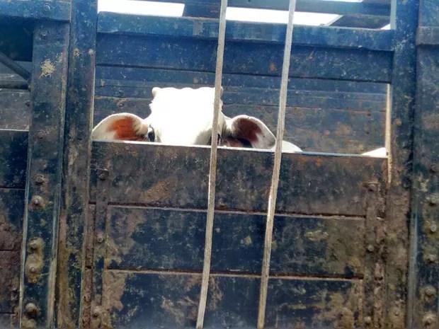 Três bois que iriam para o abate foram apreendidos (Foto: Divulgação/ Polícia Ambiental)