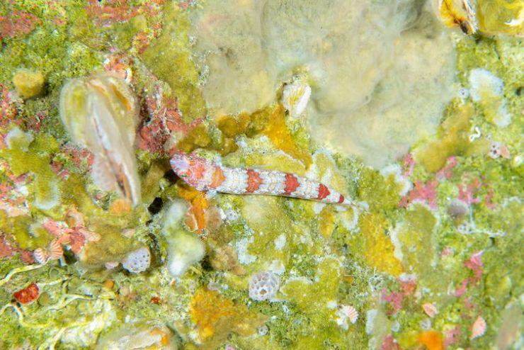 Novas espécias de peixes são descobertas em Fernando de Noronha