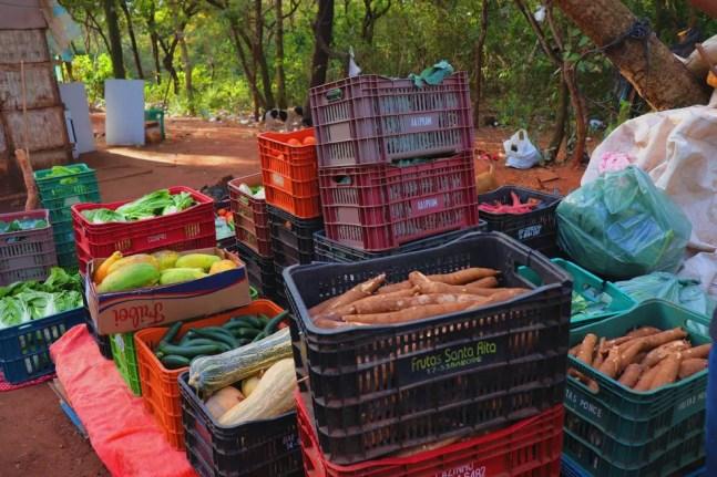 Coleta de alimentos no assentamento Dandara do MST — Foto: Arquivo Pessoal