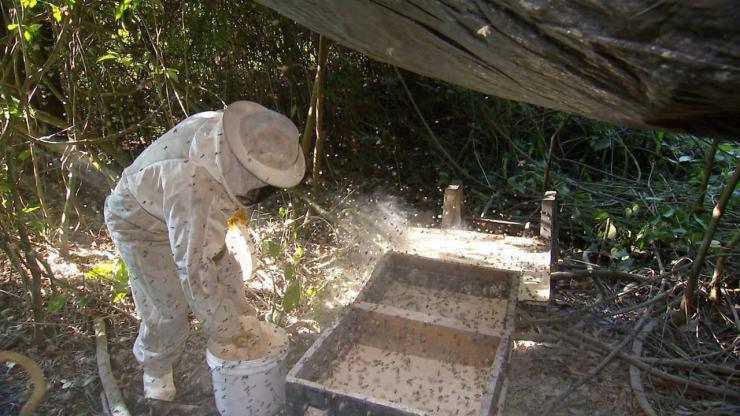 Apicultores alimentam abelhas com mel antes das floradas