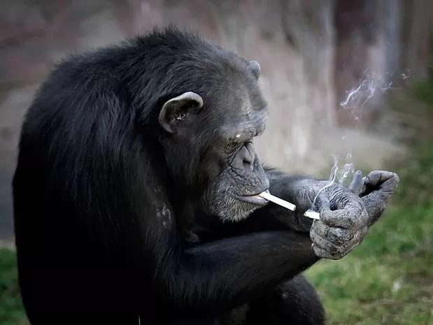 Apesar das imagens chocantes, os funcionários alegam que o animal não inala a fumaça (Foto: Wong Maye-E/AP)