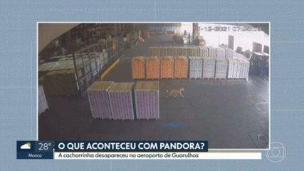 Imagens de câmera de segurança mostram Pandora na pista do Aeroporto de Guarulhos antes de desaparecer em dezembro