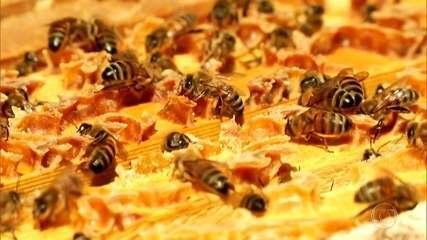 Uso de agrotóxicos em lavouras ameaça abelhas. Exibida em 19/05/2017