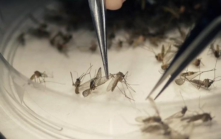  Mosquito Aedes aegypti é o transmissor da zika, dengue e chikungunya (Foto: LM Otero / Arquivo / AP Photo)