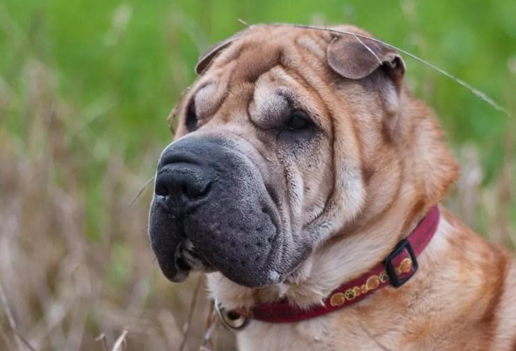 Excesso de pele nos cães da raça sharpei provoca lesões e dificuldade para abrir os olhos (Foto: Divulgação)