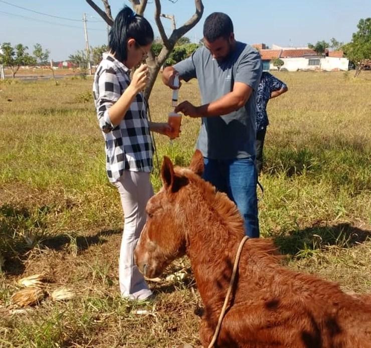 Cavalo foi medicado no local onde foi encontrado por voluntários (Foto: Arquivo Pessoal)