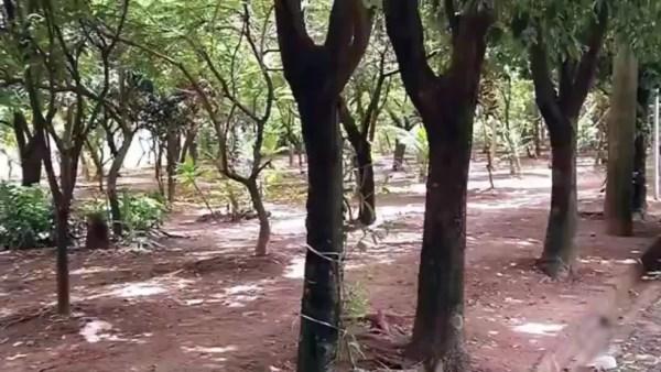 Moradora de Fernadópolis transformou um terreno em uma área verde  (Foto: Reprodução/TV TEM)