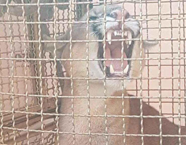 Onça aguarda por equipe do Zoológico de Bauru (SP) no quartel do Corpo de Bombeiros em Mineiros do Tietê (SP) (Foto: Corpo de Bombeiros/Divulgação)