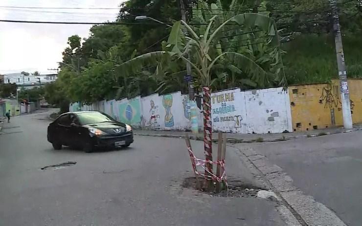 Bananeira plantada no meio da rua na Zona Norte de SP — Foto: Reprodução/TV Globo