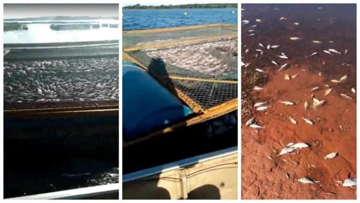 Peixes mortos são encontrados em rios de Cardoso (SP) e Guaraci (SP) — Foto: Arquivo pessoal