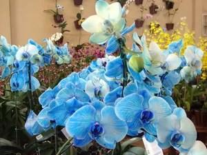 orquídea azul (Foto: Divulgação)