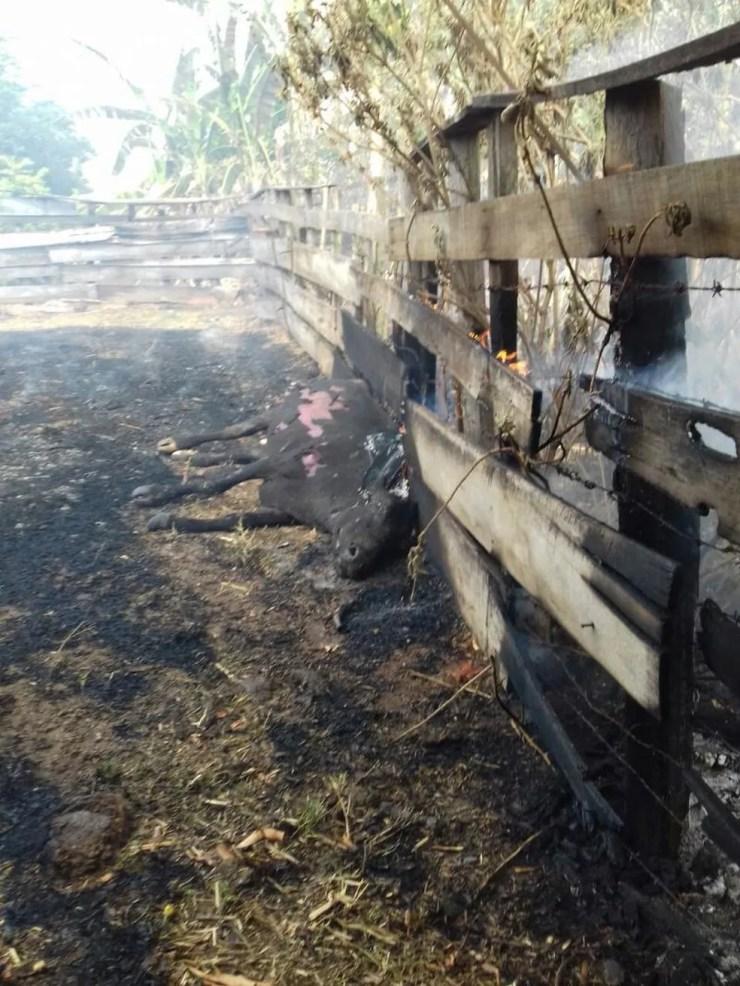 Vaca morreu queimada no incêndio  (Foto: Diva da Silva)