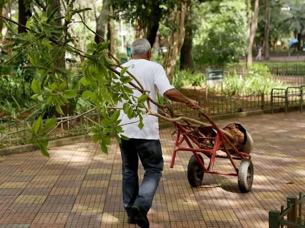Jardineiro leva planta em carrinho de mão (Foto: Fernando Pilatos/TV Globo)