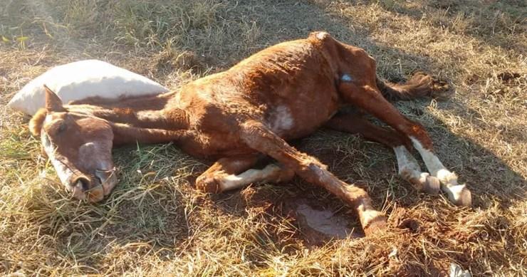 Cavalo maltratado por dono em Novo Horizonte (SP) (Foto: Arquivo pessoal)