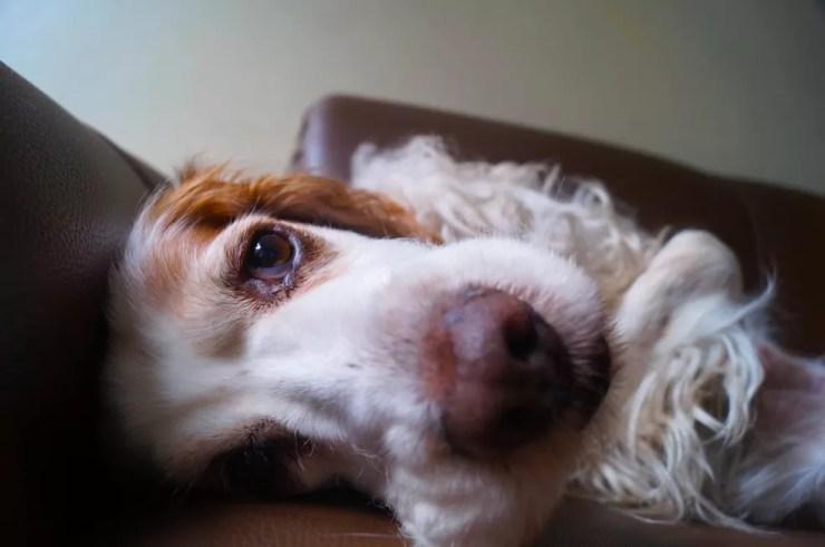 Higiene dos olhos dos cães deve ser feita com soro fisiológico e gaze (Foto: Divulgação)