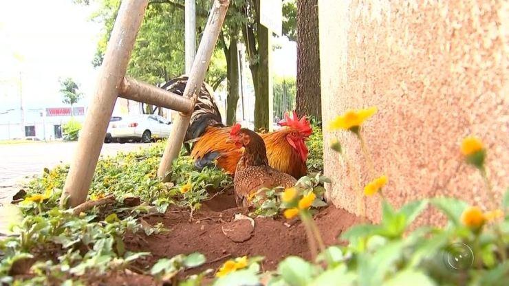 Galo e galinha decidem 'morar' em Fórum de Catanduva