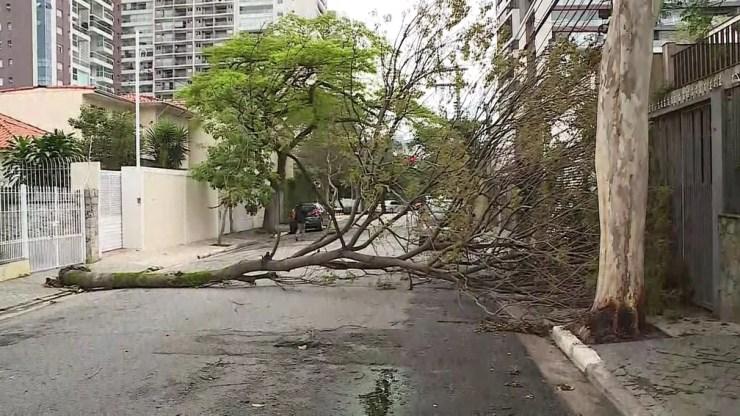  Árvore cai na Rua Michigan, no Brooklin, após temporal desta madrugada — Foto: Reprodução TV Globo