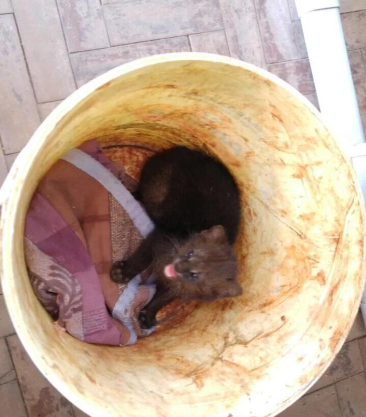 O filhote de gato-mourisco foi achado em uma usina de Itápolis (Foto: Corpo de Bombeiros / Divulgação )