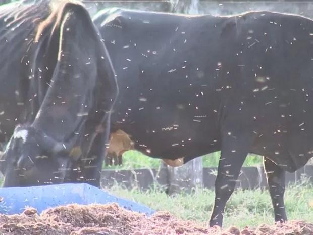 Moscas em volta de gado em propriedade de Planalto (Foto: Reprodução/ TV TEM)