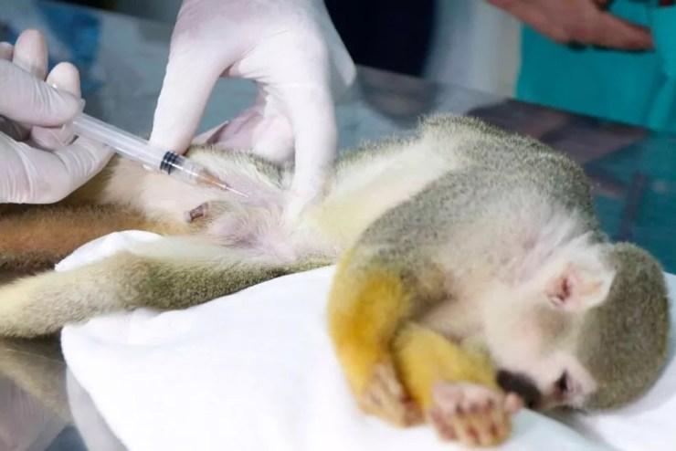 Macaco tem sangue coletado para ser analisado (Foto: Divulgação/Prefeitura de Rio Preto)