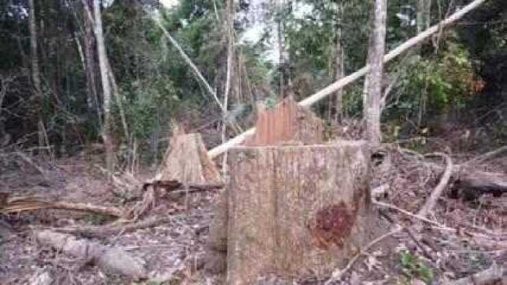 Pesquisas mostram que cresce a extração de madeira em áreas proibidas