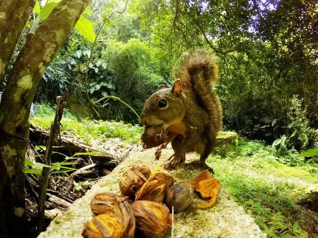 Esquilo e outros pequenos roedores também aparecem no local (Foto: Guilherme Eleuterio / Arquivo Pessoal)