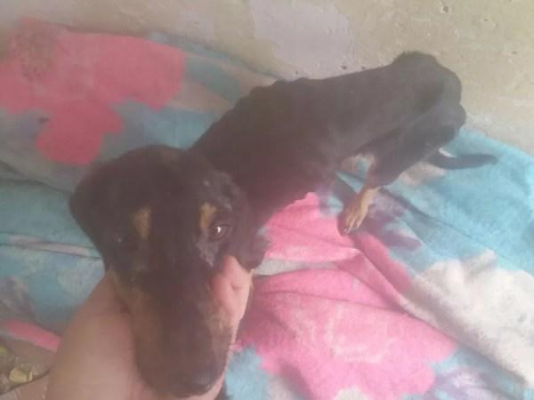 Cachorro é resgatado de casa, onde estava sem comida e sem água em Araçatuba (SP) (Foto: Andreia de Sousa Oliveira)